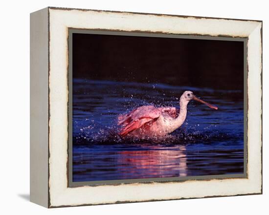 Juvenile Roseate Spoonbill Bathing, Ding Darling NWR, Sanibel Island, Florida, USA-Charles Sleicher-Framed Premier Image Canvas