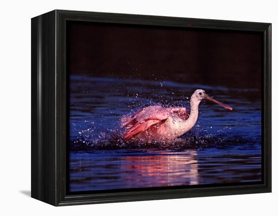 Juvenile Roseate Spoonbill Bathing, Ding Darling NWR, Sanibel Island, Florida, USA-Charles Sleicher-Framed Premier Image Canvas