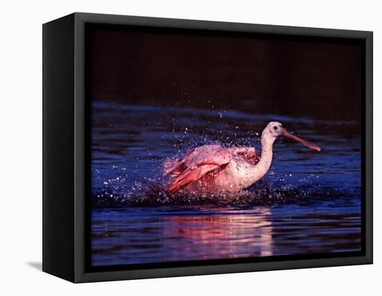 Juvenile Roseate Spoonbill Bathing, Ding Darling NWR, Sanibel Island, Florida, USA-Charles Sleicher-Framed Premier Image Canvas