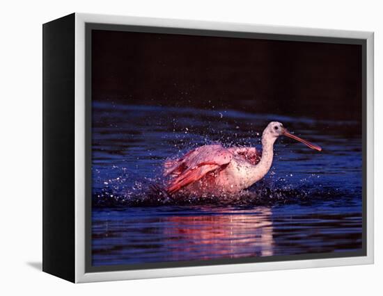 Juvenile Roseate Spoonbill Bathing, Ding Darling NWR, Sanibel Island, Florida, USA-Charles Sleicher-Framed Premier Image Canvas