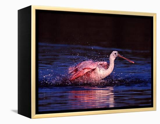 Juvenile Roseate Spoonbill Bathing, Ding Darling NWR, Sanibel Island, Florida, USA-Charles Sleicher-Framed Premier Image Canvas