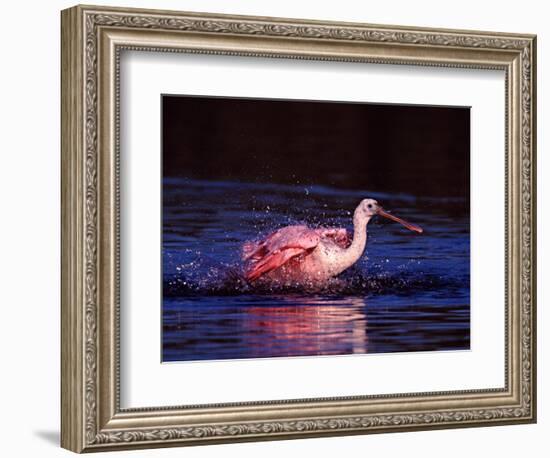 Juvenile Roseate Spoonbill Bathing, Ding Darling NWR, Sanibel Island, Florida, USA-Charles Sleicher-Framed Photographic Print