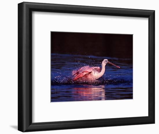 Juvenile Roseate Spoonbill Bathing, Ding Darling NWR, Sanibel Island, Florida, USA-Charles Sleicher-Framed Photographic Print