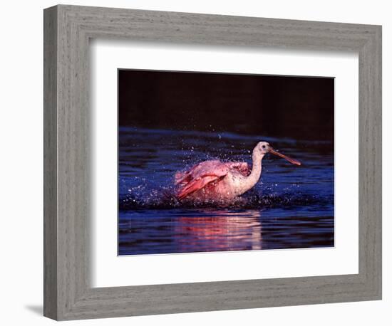 Juvenile Roseate Spoonbill Bathing, Ding Darling NWR, Sanibel Island, Florida, USA-Charles Sleicher-Framed Photographic Print