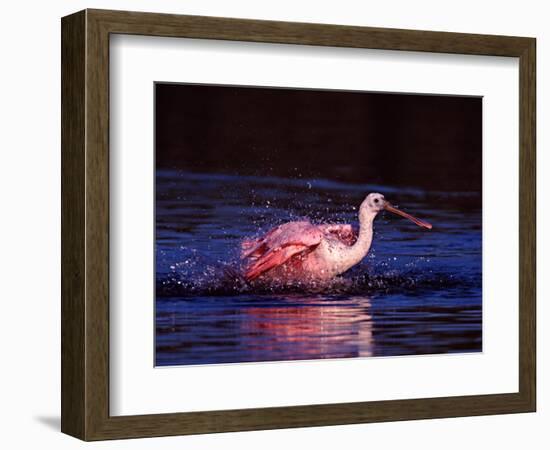 Juvenile Roseate Spoonbill Bathing, Ding Darling NWR, Sanibel Island, Florida, USA-Charles Sleicher-Framed Photographic Print