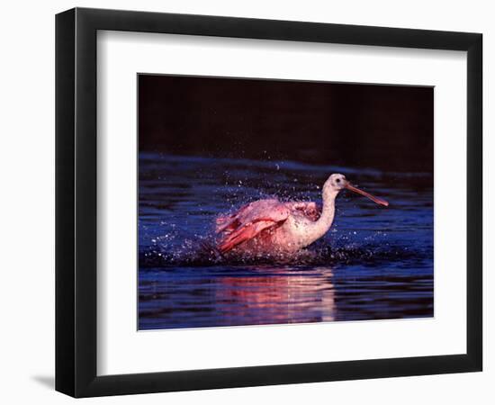 Juvenile Roseate Spoonbill Bathing, Ding Darling NWR, Sanibel Island, Florida, USA-Charles Sleicher-Framed Photographic Print