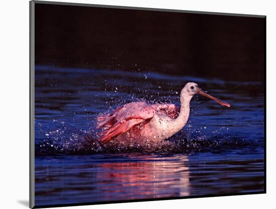 Juvenile Roseate Spoonbill Bathing, Ding Darling NWR, Sanibel Island, Florida, USA-Charles Sleicher-Mounted Photographic Print