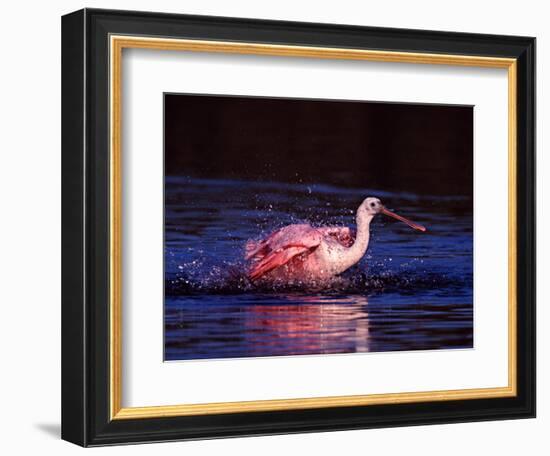 Juvenile Roseate Spoonbill Bathing, Ding Darling NWR, Sanibel Island, Florida, USA-Charles Sleicher-Framed Photographic Print