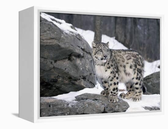 Juvenile Snow Leopard-Lynn M^ Stone-Framed Premier Image Canvas