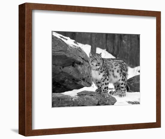 Juvenile Snow Leopard-Lynn M^ Stone-Framed Premium Photographic Print