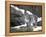 Juvenile Snow Leopard-Lynn M^ Stone-Framed Premier Image Canvas