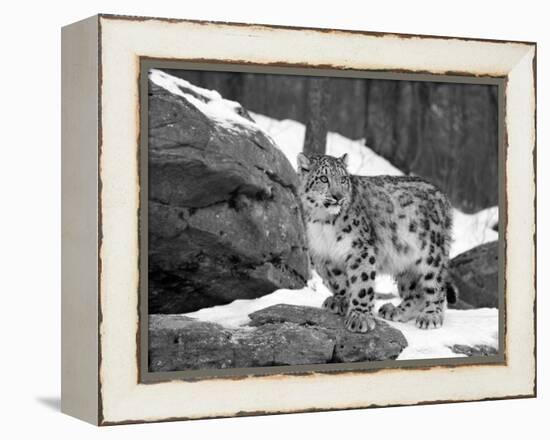 Juvenile Snow Leopard-Lynn M^ Stone-Framed Premier Image Canvas