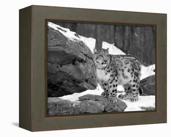 Juvenile Snow Leopard-Lynn M^ Stone-Framed Premier Image Canvas