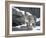 Juvenile Snow Leopard-Lynn M^ Stone-Framed Photographic Print