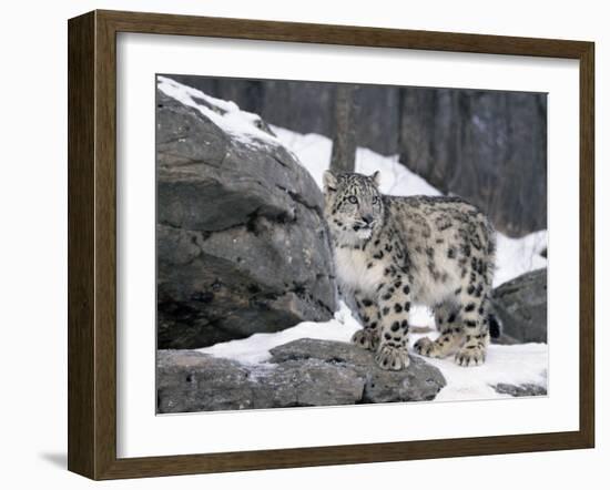 Juvenile Snow Leopard-Lynn M^ Stone-Framed Photographic Print