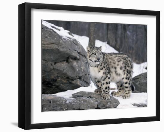 Juvenile Snow Leopard-Lynn M^ Stone-Framed Photographic Print