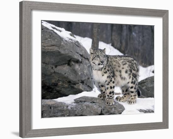 Juvenile Snow Leopard-Lynn M^ Stone-Framed Photographic Print