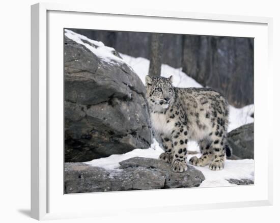 Juvenile Snow Leopard-Lynn M^ Stone-Framed Photographic Print