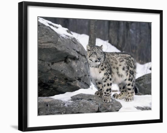 Juvenile Snow Leopard-Lynn M^ Stone-Framed Photographic Print