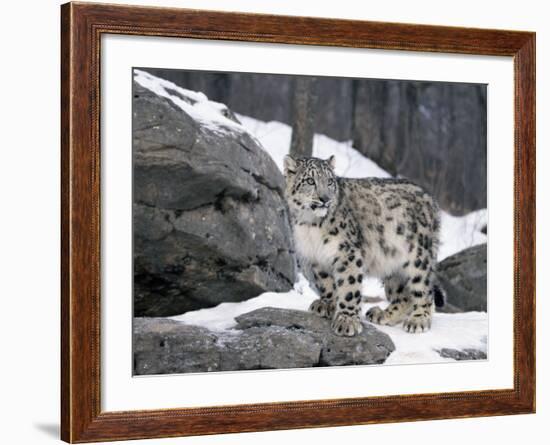 Juvenile Snow Leopard-Lynn M^ Stone-Framed Photographic Print