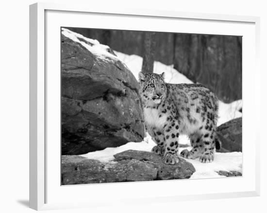 Juvenile Snow Leopard-Lynn M^ Stone-Framed Photographic Print