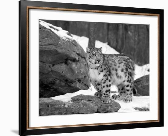 Juvenile Snow Leopard-Lynn M^ Stone-Framed Photographic Print