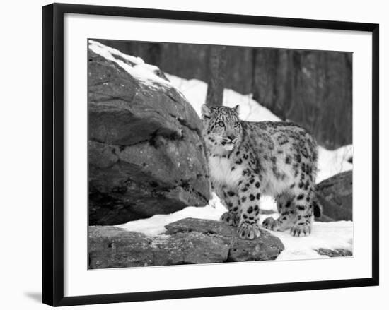 Juvenile Snow Leopard-Lynn M^ Stone-Framed Photographic Print