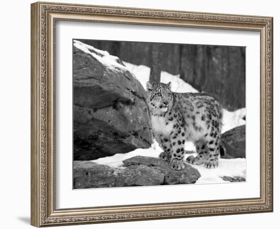 Juvenile Snow Leopard-Lynn M^ Stone-Framed Photographic Print