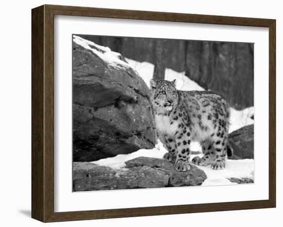 Juvenile Snow Leopard-Lynn M^ Stone-Framed Photographic Print