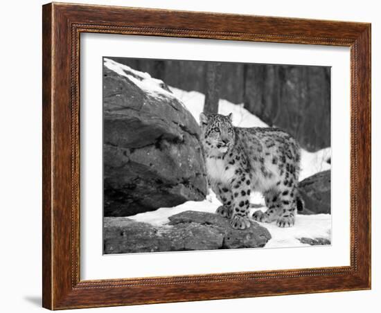 Juvenile Snow Leopard-Lynn M^ Stone-Framed Photographic Print