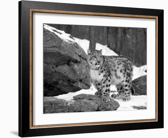 Juvenile Snow Leopard-Lynn M^ Stone-Framed Photographic Print