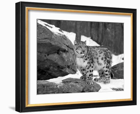 Juvenile Snow Leopard-Lynn M^ Stone-Framed Photographic Print