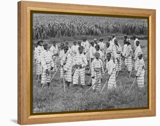 Juvenile Southern Chain Gang Convicts at Work in the Fields, Ca. 1903-null-Framed Stretched Canvas