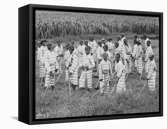Juvenile Southern Chain Gang Convicts at Work in the Fields, Ca. 1903-null-Framed Stretched Canvas