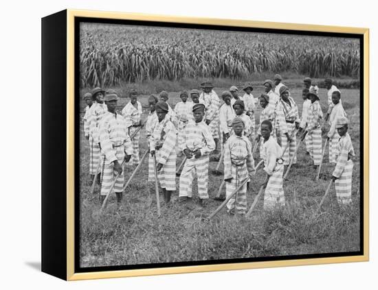 Juvenile Southern Chain Gang Convicts at Work in the Fields, Ca. 1903-null-Framed Stretched Canvas