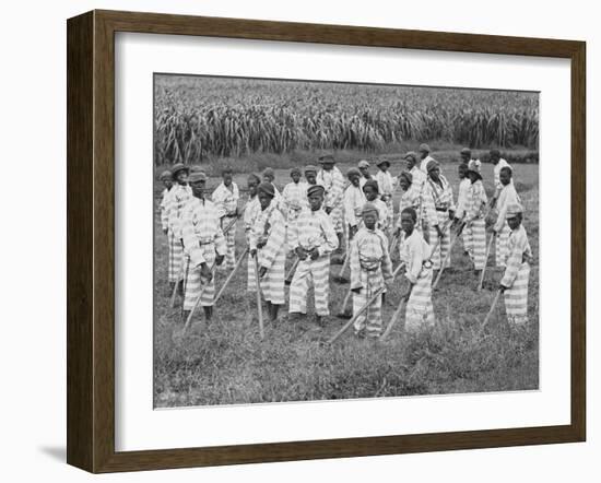 Juvenile Southern Chain Gang Convicts at Work in the Fields, Ca. 1903-null-Framed Photo
