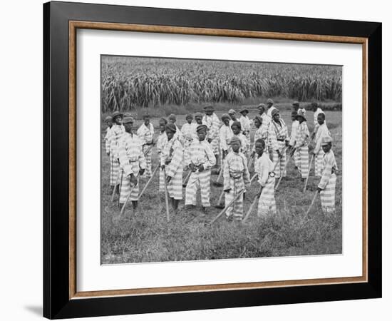 Juvenile Southern Chain Gang Convicts at Work in the Fields, Ca. 1903-null-Framed Photo