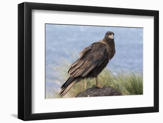 Juvenile Striated Caracara. Falkland Islands-Martin Zwick-Framed Photographic Print