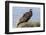 Juvenile Striated Caracara. Falkland Islands-Martin Zwick-Framed Photographic Print