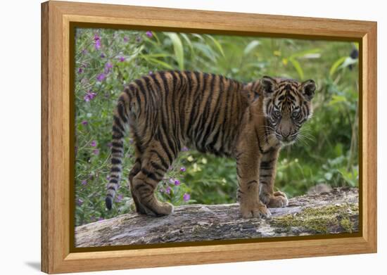 Juvenile Sumatran Tiger (Panthera Tigris Sumatrae), Aged Four Months, Captive-Edwin Giesbers-Framed Premier Image Canvas