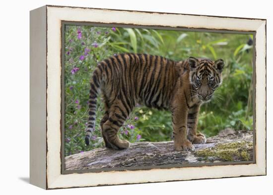 Juvenile Sumatran Tiger (Panthera Tigris Sumatrae), Aged Four Months, Captive-Edwin Giesbers-Framed Premier Image Canvas