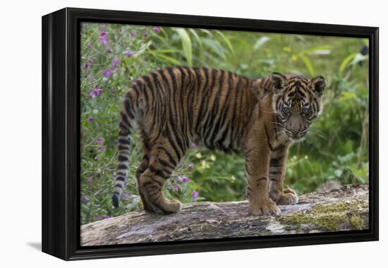 Juvenile Sumatran Tiger (Panthera Tigris Sumatrae), Aged Four Months, Captive-Edwin Giesbers-Framed Premier Image Canvas