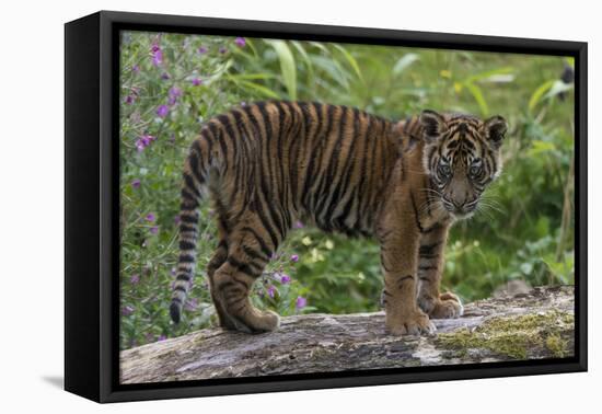 Juvenile Sumatran Tiger (Panthera Tigris Sumatrae), Aged Four Months, Captive-Edwin Giesbers-Framed Premier Image Canvas