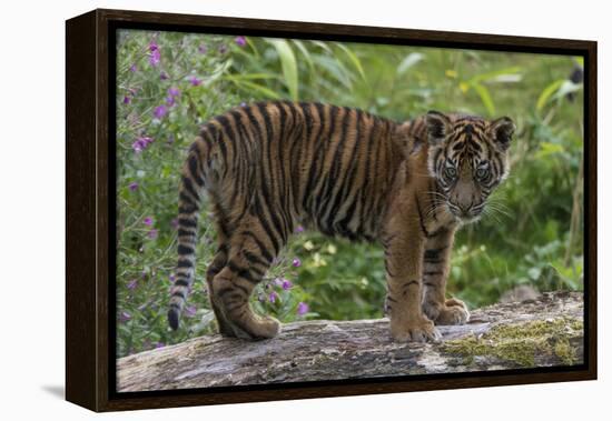 Juvenile Sumatran Tiger (Panthera Tigris Sumatrae), Aged Four Months, Captive-Edwin Giesbers-Framed Premier Image Canvas