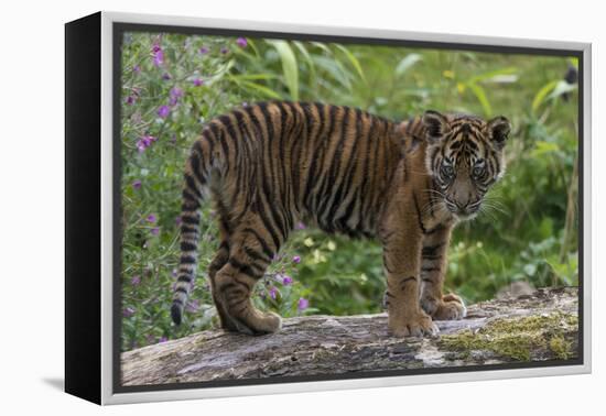 Juvenile Sumatran Tiger (Panthera Tigris Sumatrae), Aged Four Months, Captive-Edwin Giesbers-Framed Premier Image Canvas