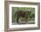 Juvenile Sumatran Tiger (Panthera Tigris Sumatrae), Aged Four Months, Captive-Edwin Giesbers-Framed Photographic Print