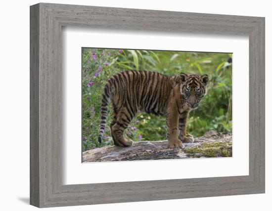 Juvenile Sumatran Tiger (Panthera Tigris Sumatrae), Aged Four Months, Captive-Edwin Giesbers-Framed Photographic Print