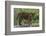 Juvenile Sumatran Tiger (Panthera Tigris Sumatrae), Aged Four Months, Captive-Edwin Giesbers-Framed Photographic Print