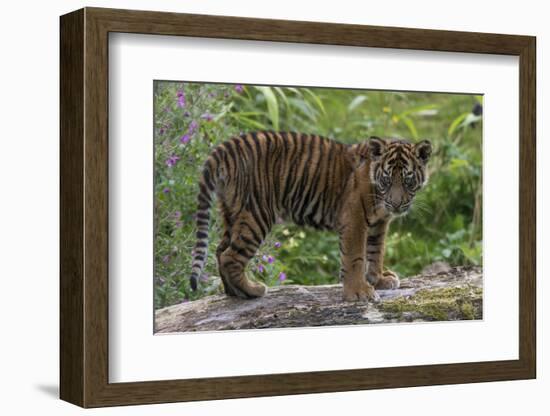 Juvenile Sumatran Tiger (Panthera Tigris Sumatrae), Aged Four Months, Captive-Edwin Giesbers-Framed Photographic Print