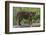 Juvenile Sumatran Tiger (Panthera Tigris Sumatrae), Aged Four Months, Captive-Edwin Giesbers-Framed Photographic Print